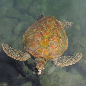 Turtles in Samoa